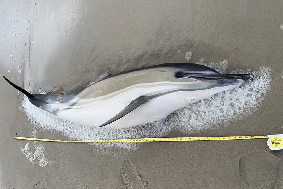 Dolphin found dead on NJ beach, 24th since December