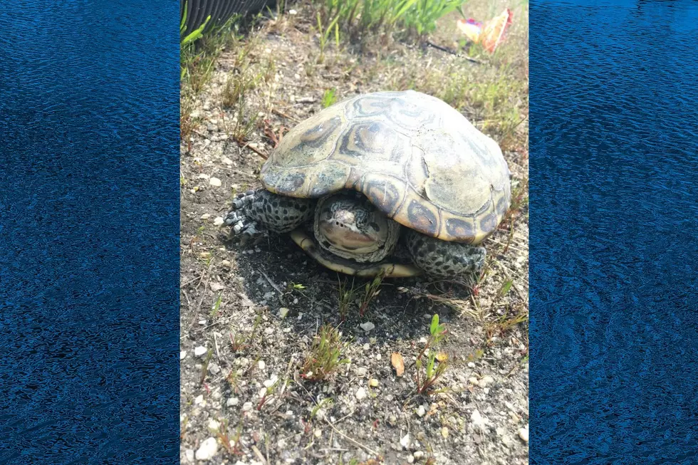 Diamondback terrapin (Photo Credit: Margate Terrapin Rescue Project)