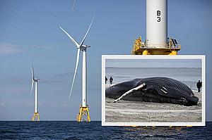 Wind farms harmful to whales — NJ Top News