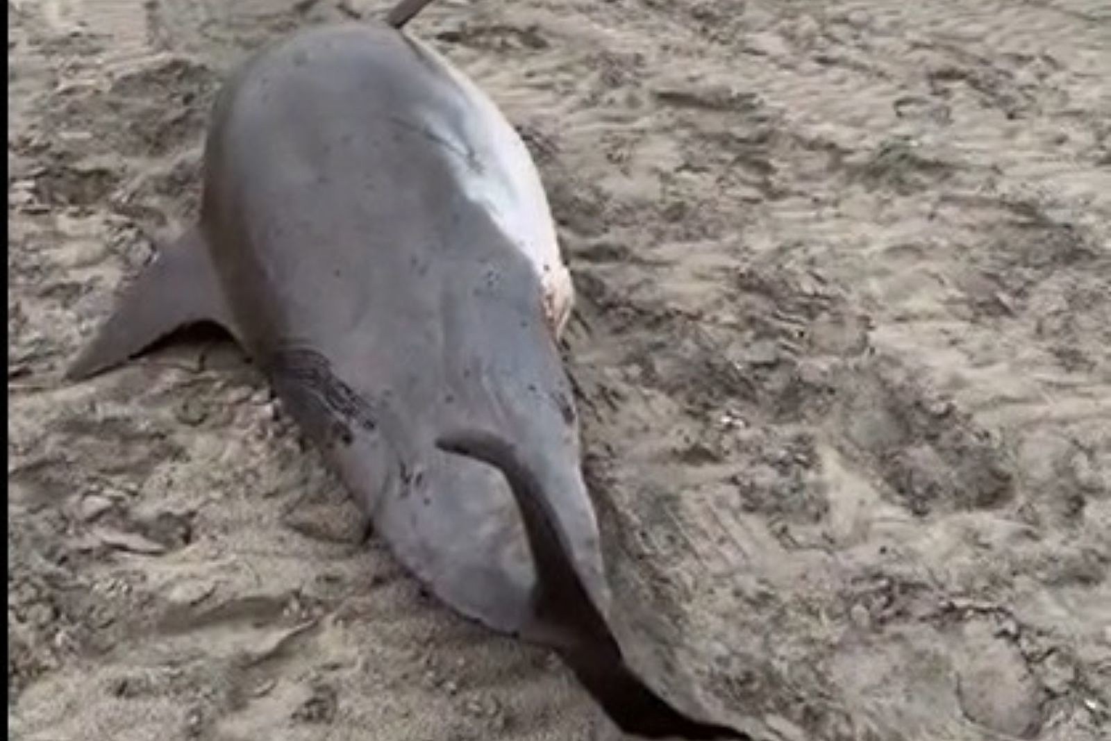 Las Vegas dolphin attraction closed after third mammal death, Las Vegas