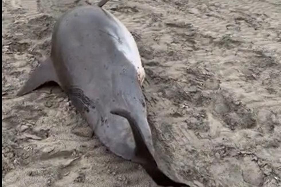 Dolphin found stranded on Avalon, NJ beach on Sunday