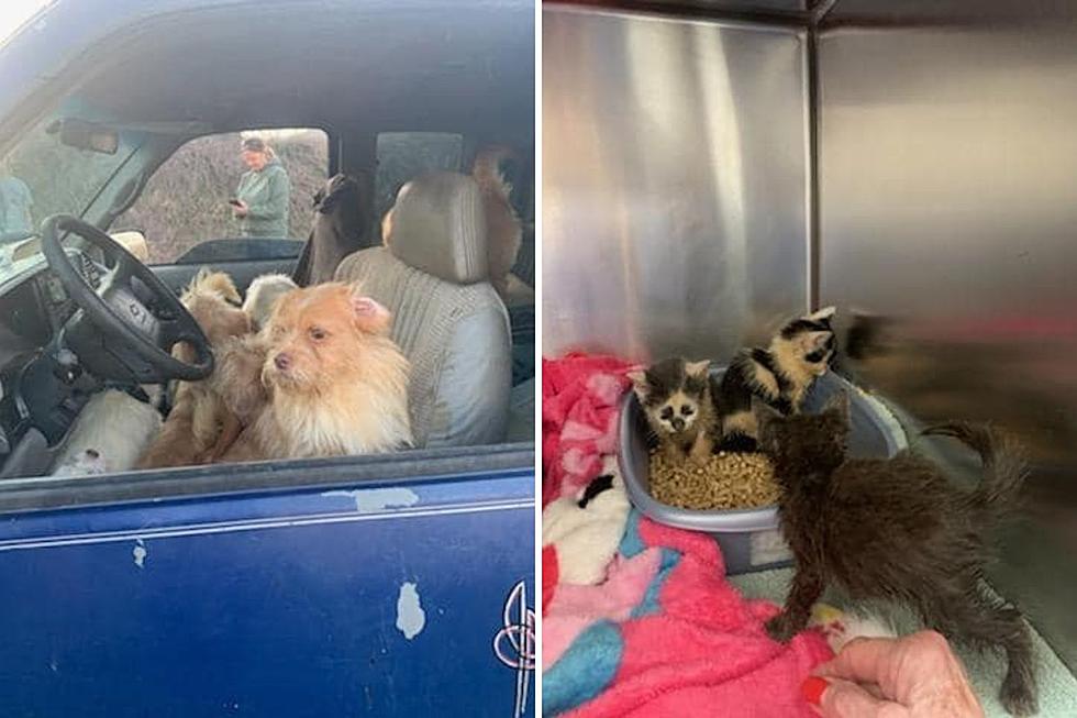 Nearly 70 dead, hungry animals found inside abandoned pickup at NJ mall