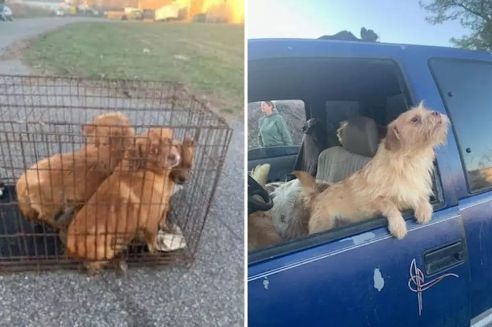 Animals found behind a shopping center in Hampton
