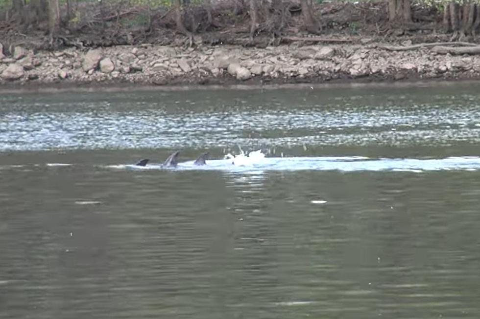 Dolphins in the Raritan River may not be a good thing to see