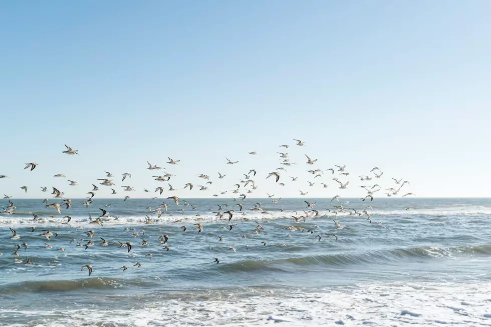 The Jersey Shore (Photo: Tommy Kwak, Unsplash)