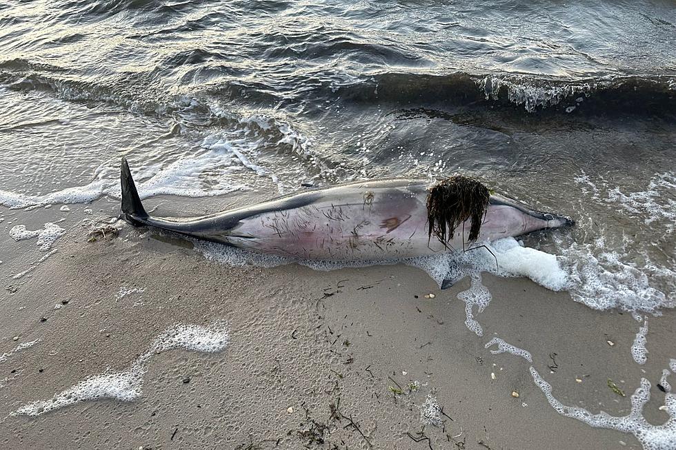 29th dolphin since December strands itself in NJ