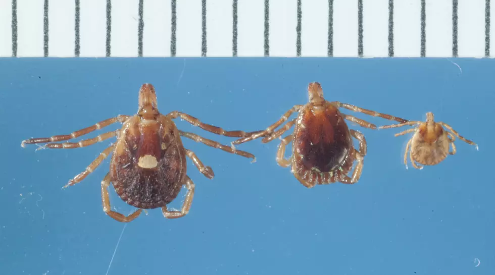 Courtesy Lyme Disease Association Inc & Jim Occi, PhD, Rutgers, CVB