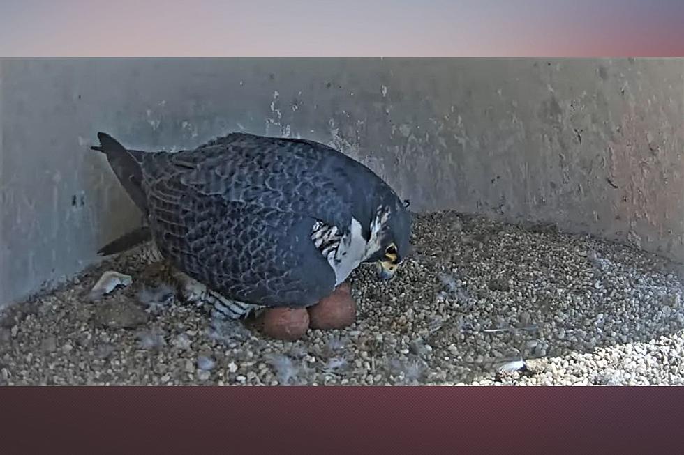 Watch it on a free livestream: Nesting peregrine falcons in Union County