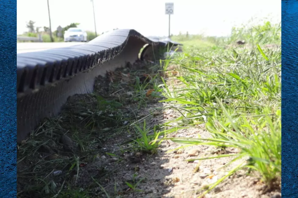Barriers to protect the terrapins (Photo Credit: Margate Terrapin Rescue Project)