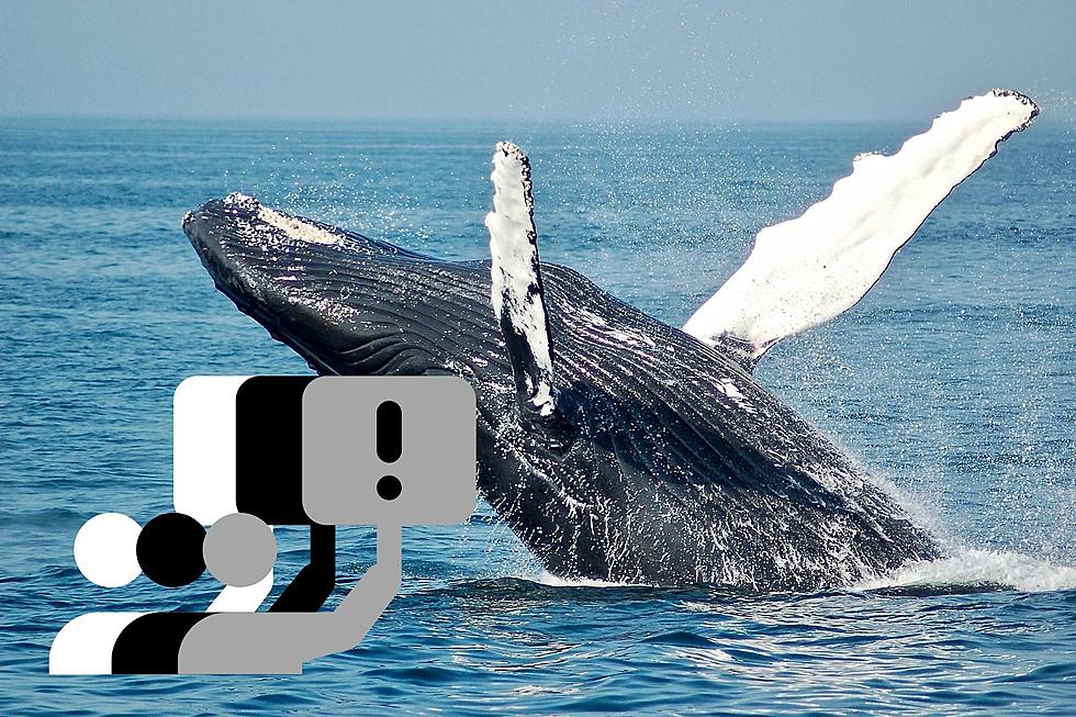 Enough with the theories: We need exact truth about what&#8217;s killing NJ whales