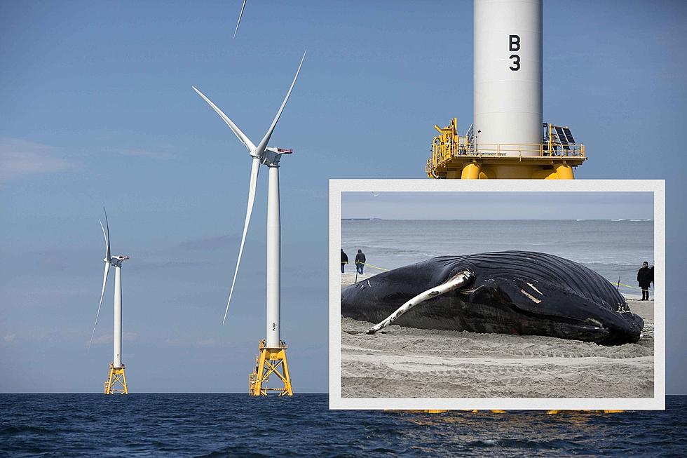 Whales keep dying: We asked NJ offshore wind companies to explain what they&#8217;re doing