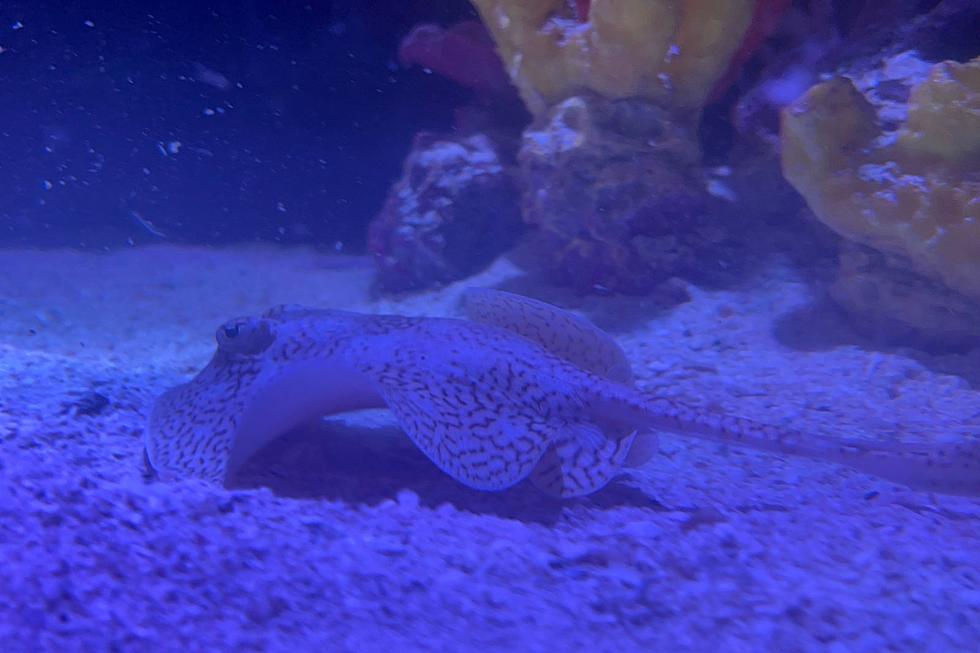 First Stingray Born at NJ Aquarium Needs a Name