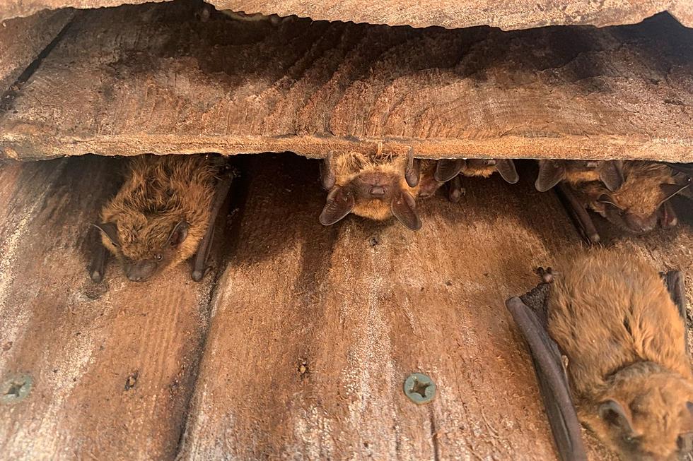 Got bats and know how to count? NJ needs your help