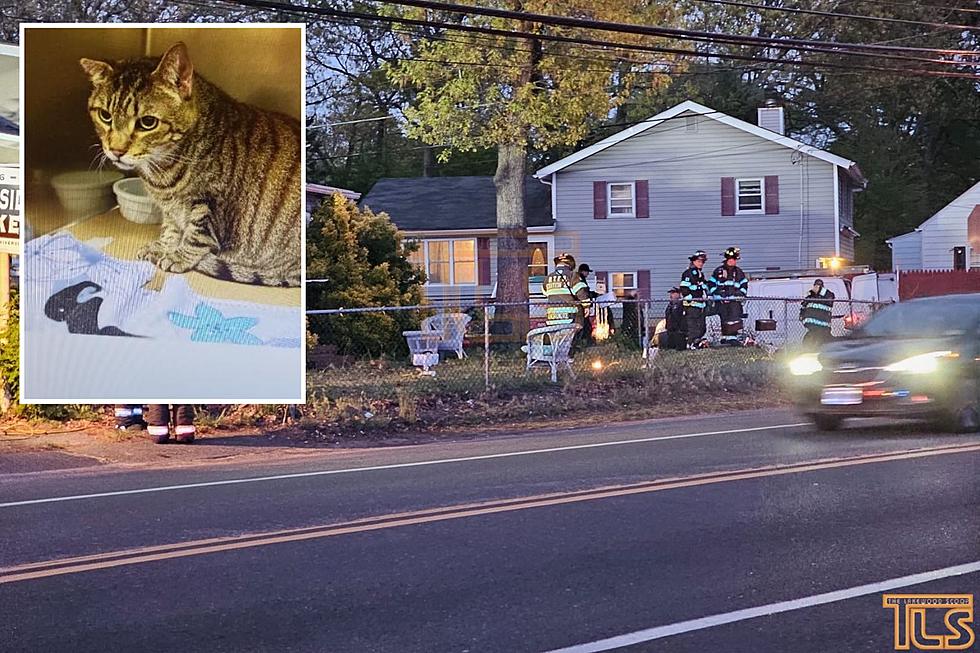 Over a hundred cats and dogs removed from Brick, NJ home