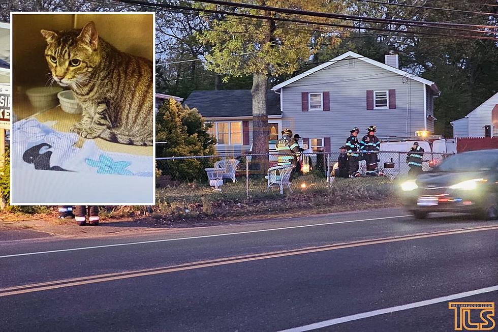 Over 100 Cats and Dogs Removed From Brick, NJ, Home