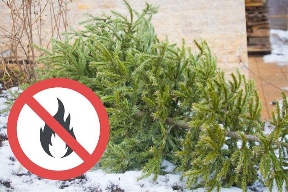 Talking Christmas in May — NJ bill allows public tree burns