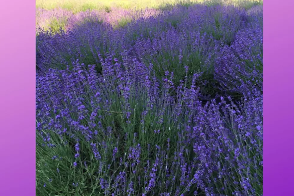 Mad Lavender Farm (Google)