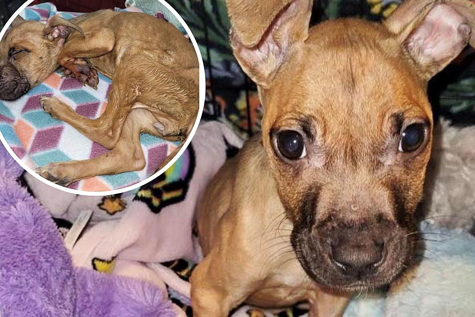 Who abandoned this emaciated puppy on a Monmouth County, NJ street?