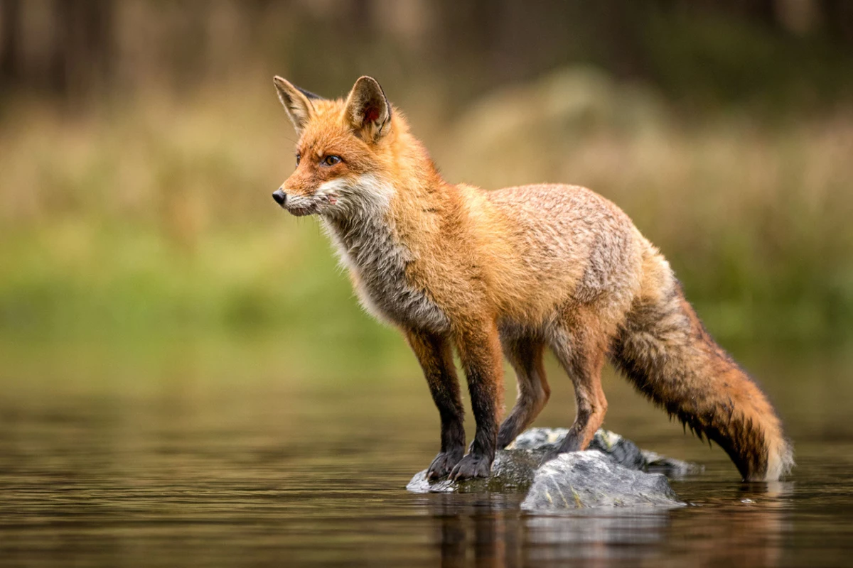 Most fox. Лис в Красном плаще в лесу. Фотообои лиса на Степнов 100. Fox standing Stone. New Jersey animal.