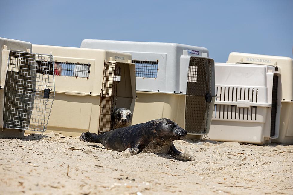 All better: NJ marine mammal facility releases 6 grey seals back into the ocean