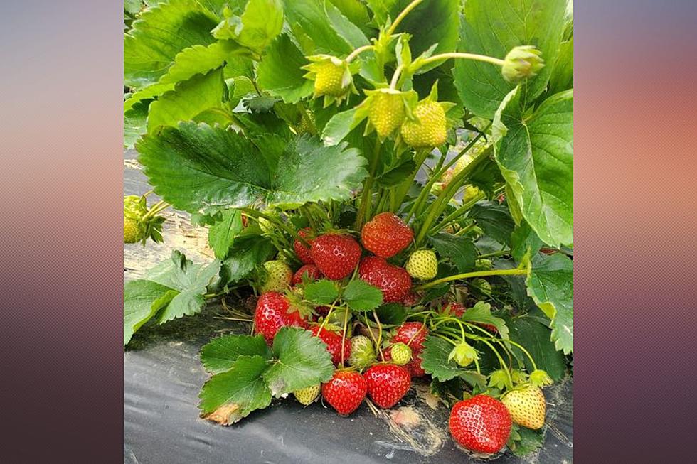 The do’s and don’ts of strawberry picking in NJ