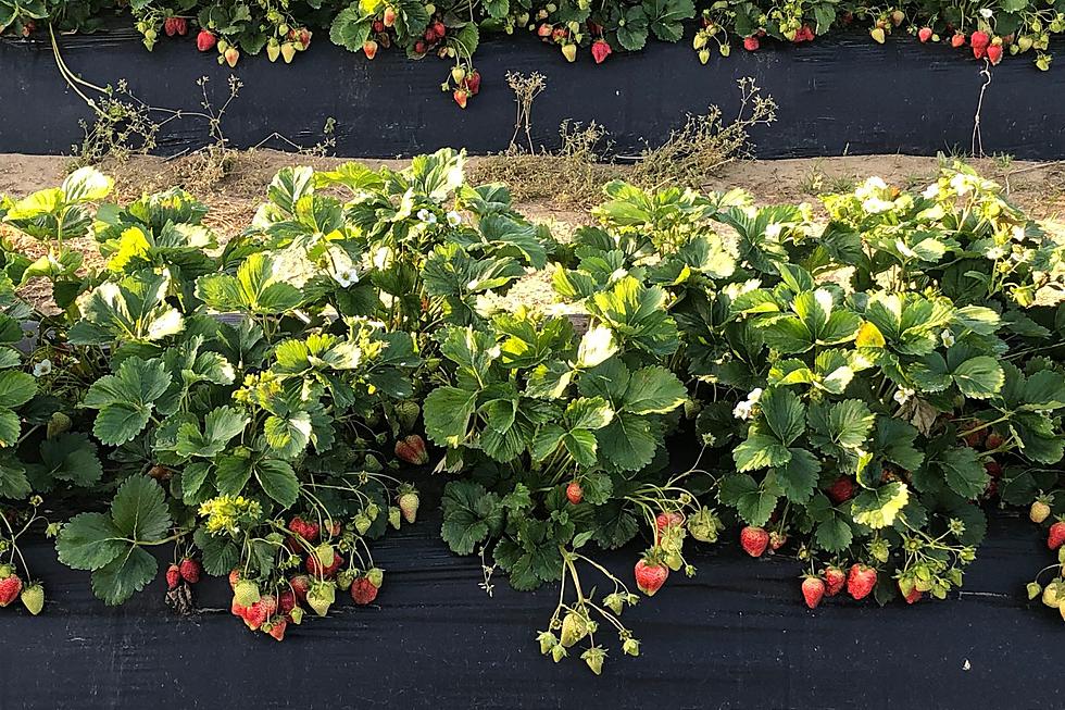 The do&#8217;s and don&#8217;ts of strawberry picking in NJ