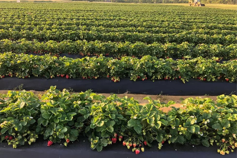 Strawberries on Specca Farms, Bordentown (Specca Farms)