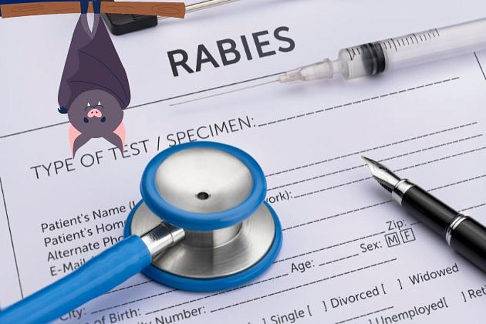Bat tests positive for rabies in Mercer County, NJ