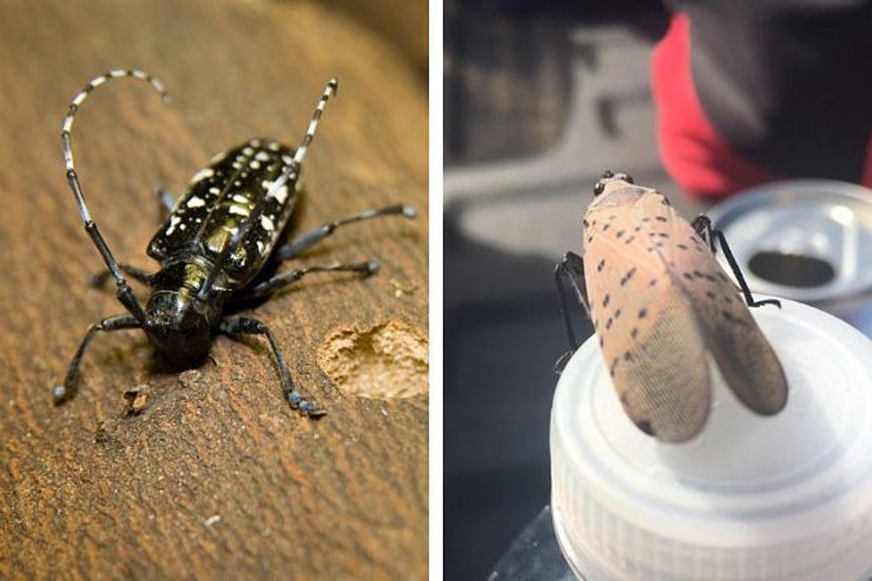 Watch out! 5 insidious pests in NJ that threaten our plants and forests