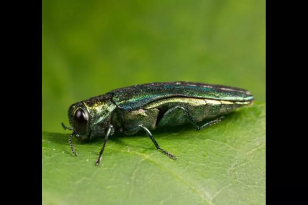 Emerald Ash Borer (New Jersey Department of Environmental Protection)