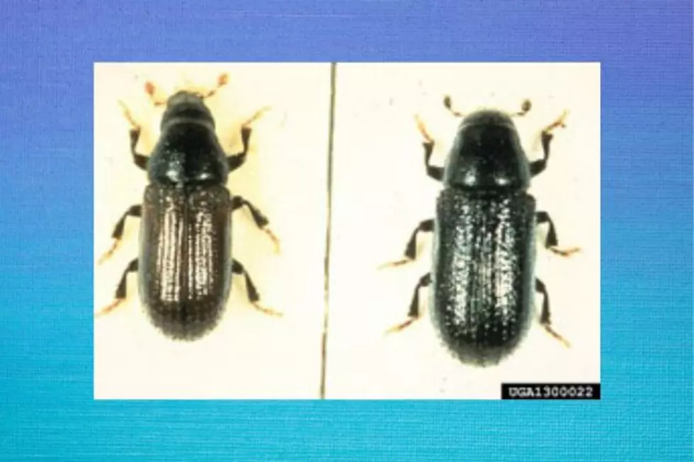 Male and Female Common Pine Shoot Beetles Photo by: Hoebeke, E. Richard, Cornell University, www.forestryimages.org