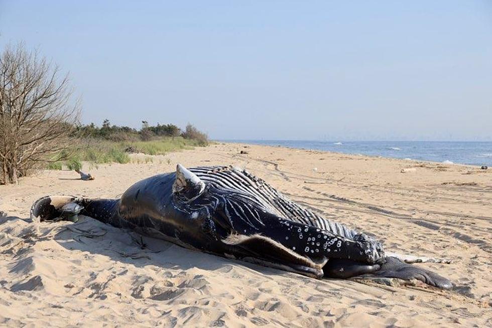 Latest whales found dead off NJ/NY coast killed by boat strikes, NOAA says