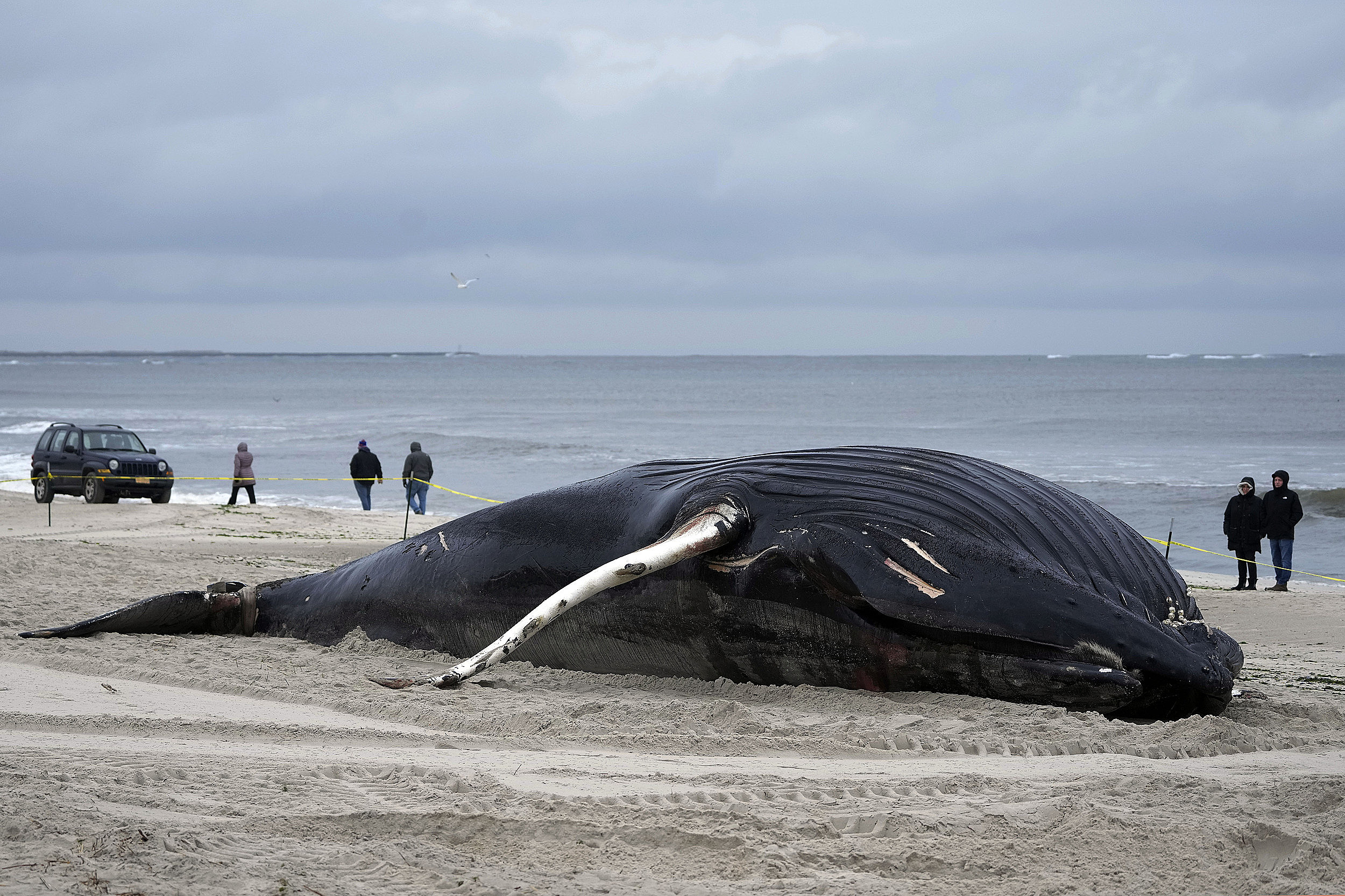 2 more dead humpback whales seen off coasts of NJ and NY in 2023 photo