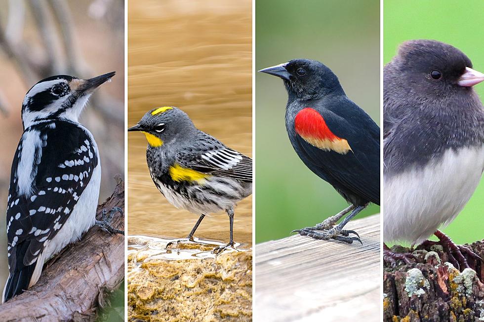 Seen them in New Jersey? We’re home to these 50 beautiful bird species