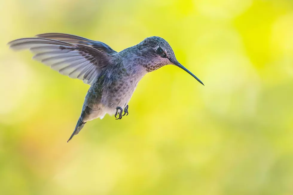 Have you seen them? Small bird making an appearance in NJ