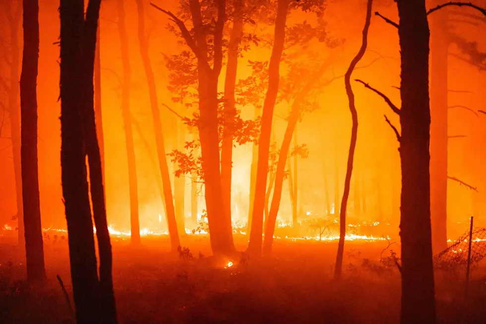 Buzby Boggs Wildfire in Evesham