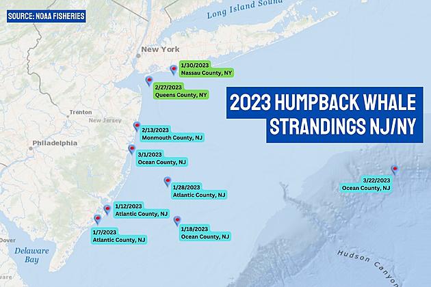 What's Behind the Disturbing Surge in NJ Whale Strandings?