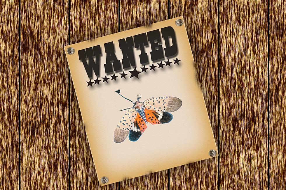 Kill on sight: The Most Wanted List of bugs in New Jersey