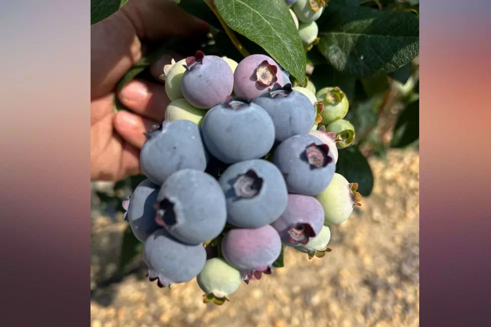 Blueberries on Macrie Brothers Blueberry Farm, Hammonton, NJ (Matt Macrie)