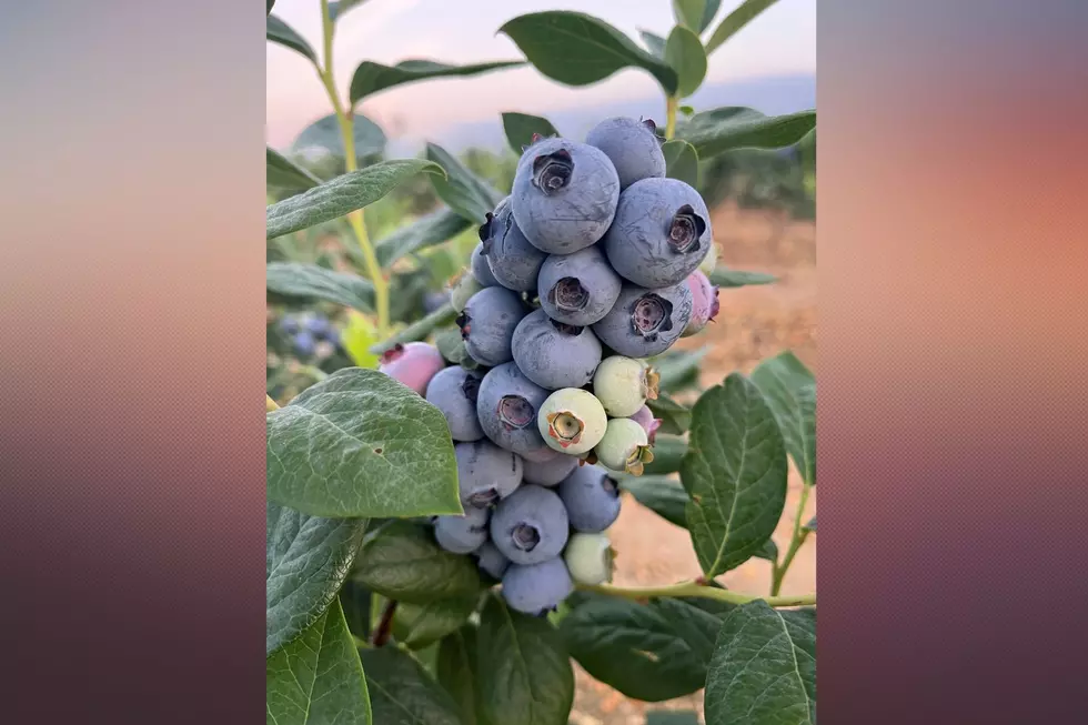 Blueberries on Macrie Brothers Blueberry Farm, Hammonton, NJ (Matt Macrie)