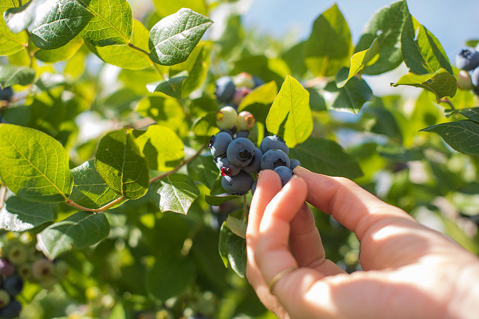 Find your thrill at Blueberry Hill with its first-ever NJ picking event