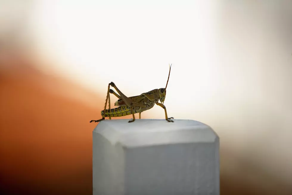 Close-up of a cricket