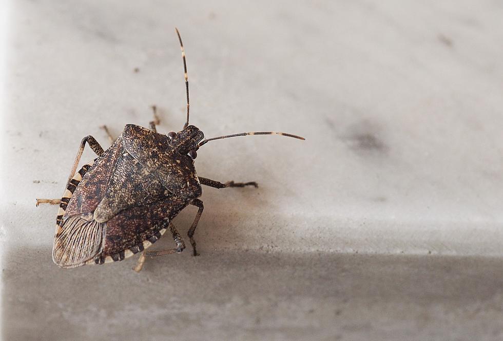 NJ stink bugs don’t stink, and jaw-dropping giant insects to fear