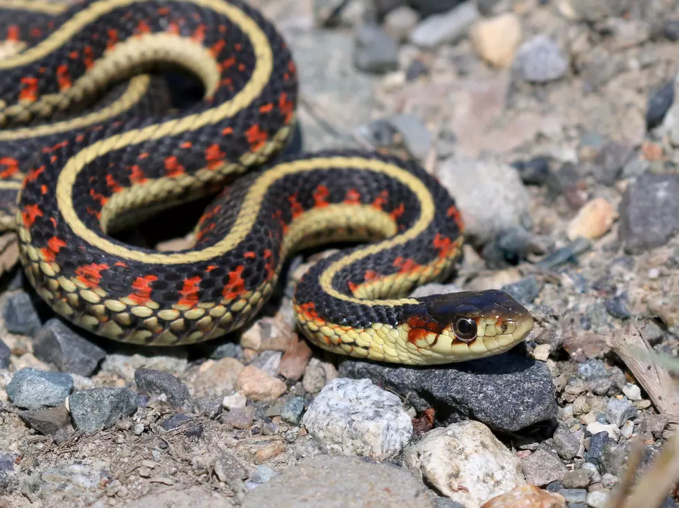 A Red Spotted variant of the Common Garter Snake (Thamnophis sirtalis)