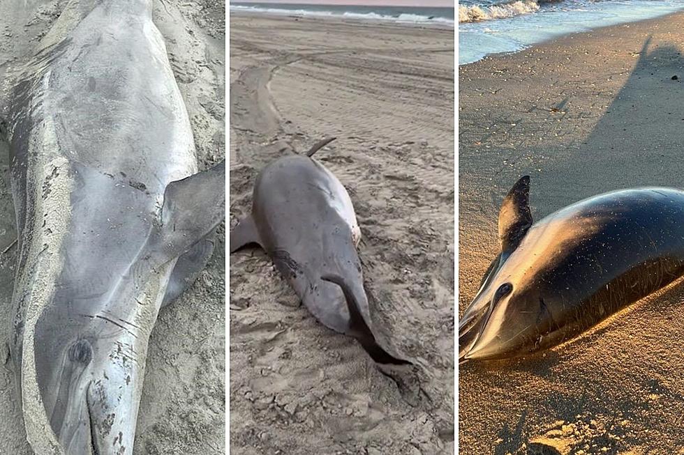 2 more dolphins, porpoise found stranded at New Jersey beaches