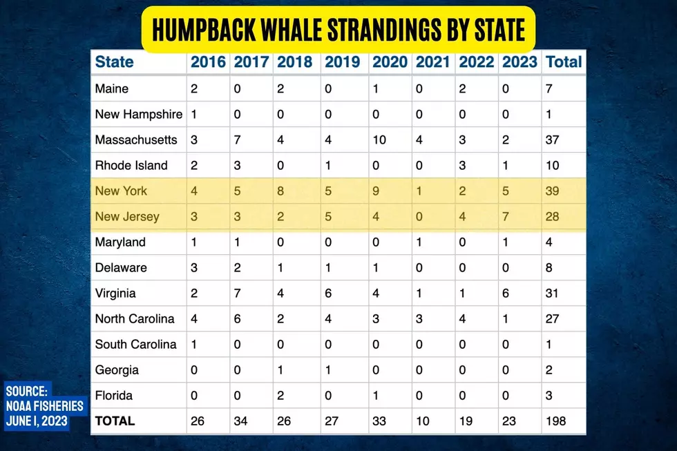humpback whale strandings by state (NOAA)