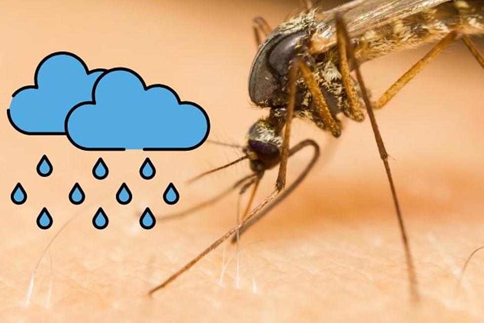 Conditions are prime for an &#8216;explosion of mosquitoes&#8217; in New Jersey