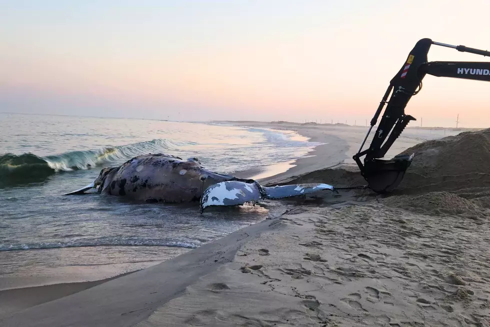 One of 2 whales first spotted last week (NOAA)