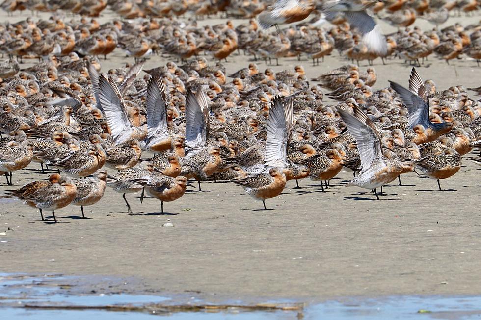 The number of red knot shorebirds in NJ reach a four-year high
