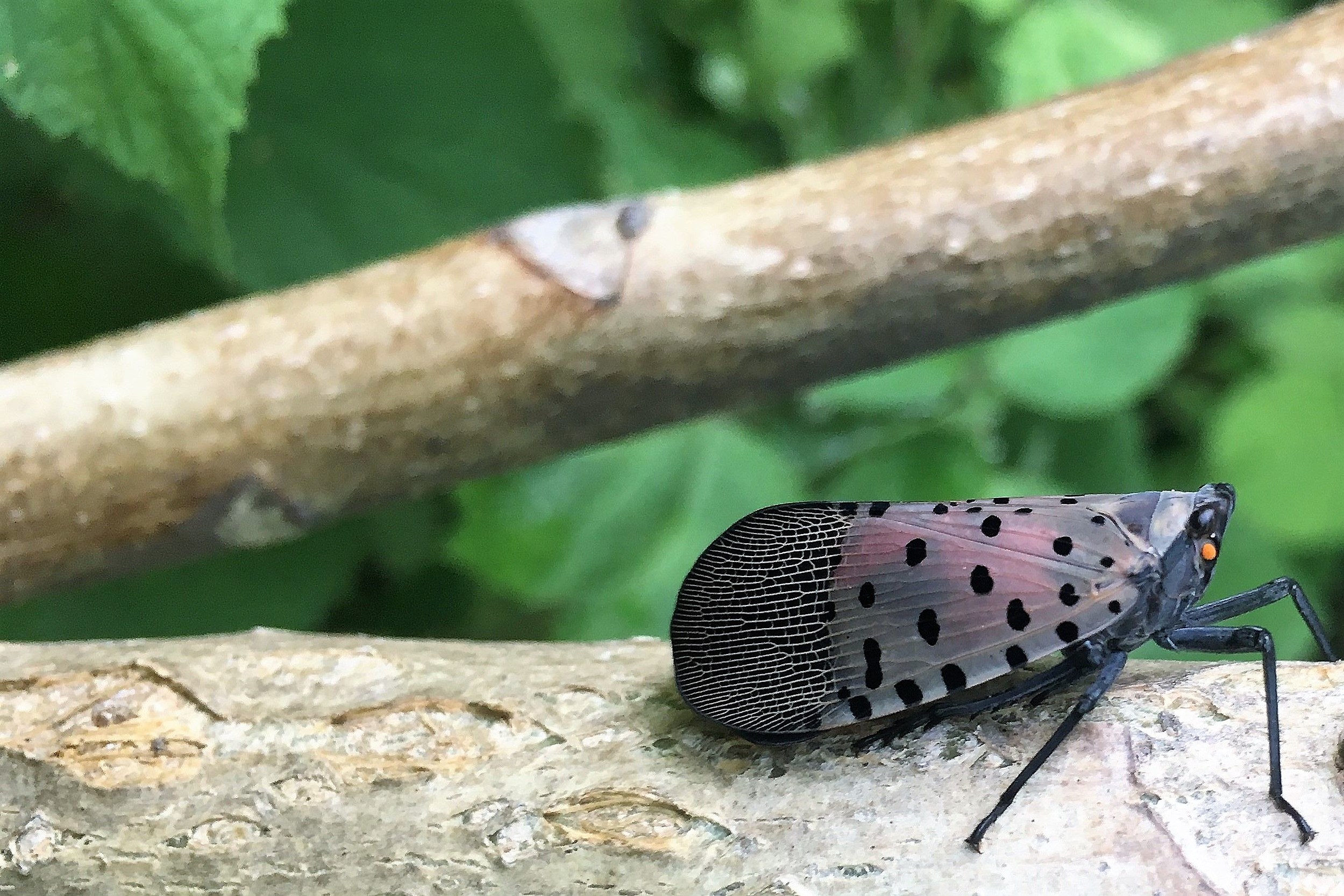 Bolt Porn Bolt Penn - Can parasitic wasps handle NJ's spotted lanternfly invasion?